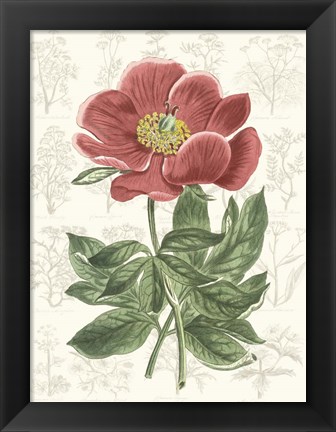 Framed Peony Flower Garden II Print