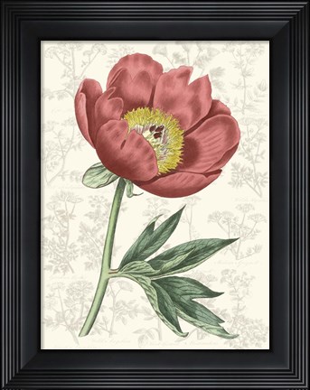 Framed Peony Flower Garden III Print