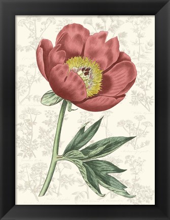 Framed Peony Flower Garden III Print