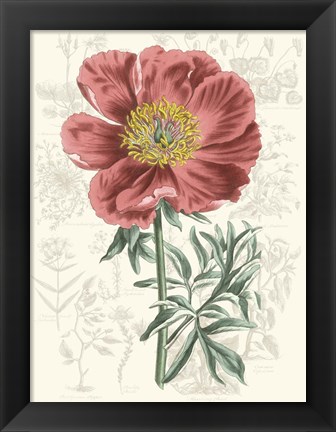 Framed Peony Flower Garden IV Print