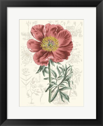 Framed Peony Flower Garden IV Print