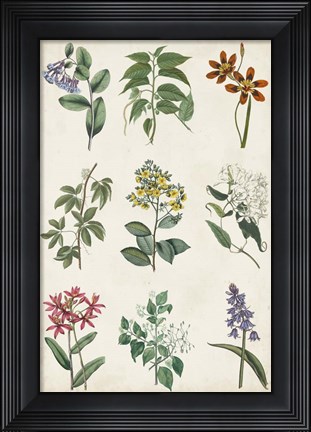 Framed Botanical Chart I Print