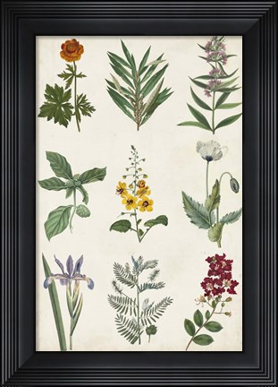Framed Botanical Chart II Print