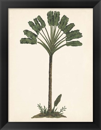 Framed Palm Tree Study I Print