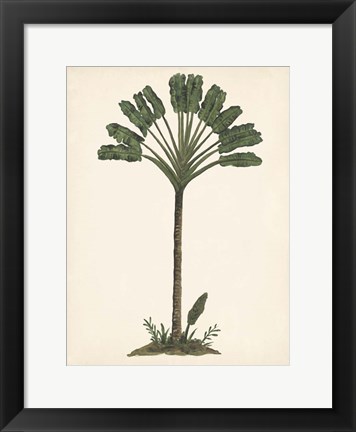 Framed Palm Tree Study I Print