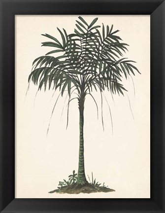 Framed Palm Tree Study II Print