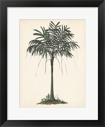 Framed Palm Tree Study II Print