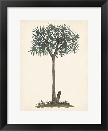 Framed Palm Tree Study III Print