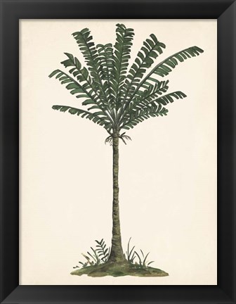 Framed Palm Tree Study IV Print