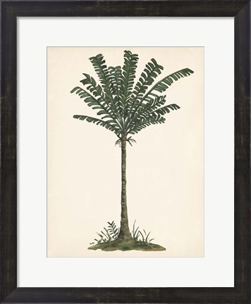 Framed Palm Tree Study IV Print