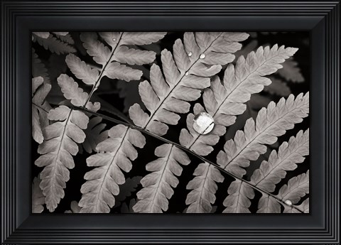 Framed Oak Fern Print