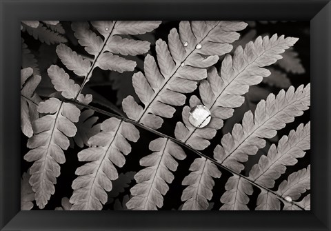 Framed Oak Fern Print