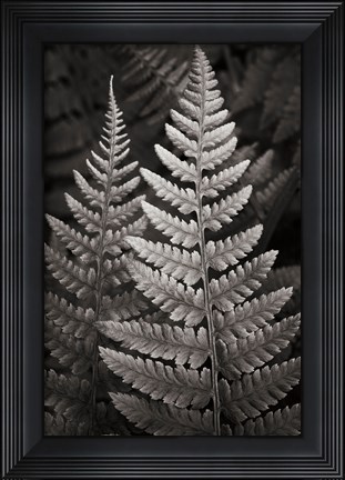 Framed Lady Fern I Print