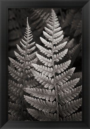 Framed Lady Fern I Print