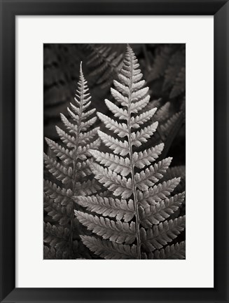 Framed Lady Fern I Print