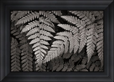 Framed Lady Fern II Print