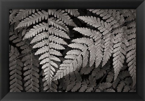 Framed Lady Fern II Print