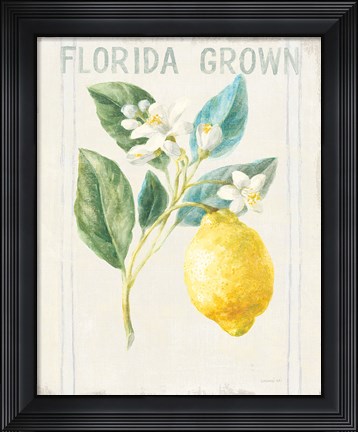Framed Floursack Lemon I v2 Print