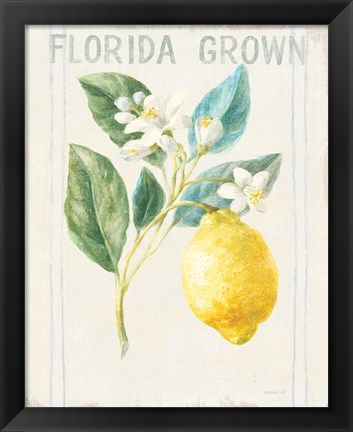 Framed Floursack Lemon I v2 Print