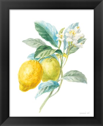 Framed Floursack Lemon II on White Print