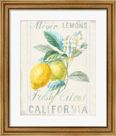 Framed Floursack Lemon II Print