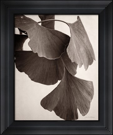 Framed Gingko Sepia Print