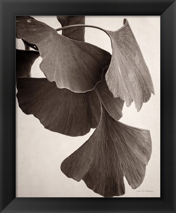 Framed Gingko Sepia Print