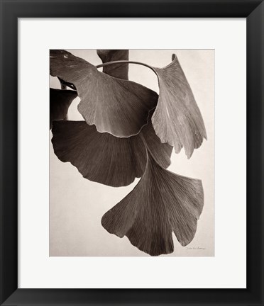 Framed Gingko Sepia Print