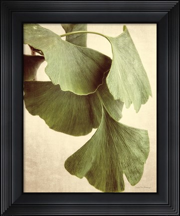 Framed Gingko Color Print