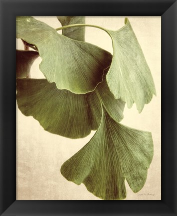 Framed Gingko Color Print