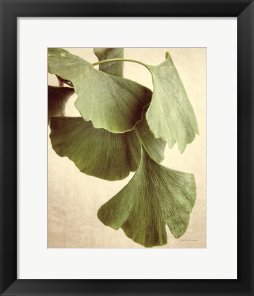 Framed Gingko Color Print