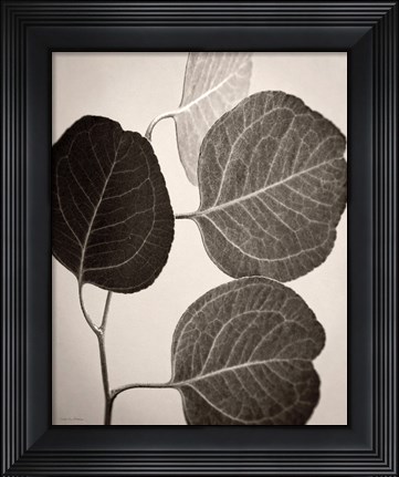 Framed Eucalyptus Sepia Print