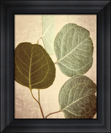 Framed Eucalyptus Color Print