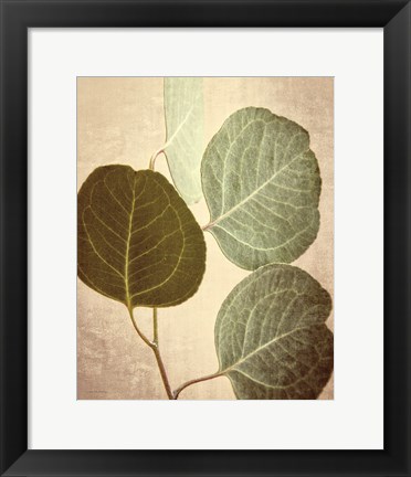 Framed Eucalyptus Color Print