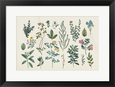 Framed Victorian Garden III Print