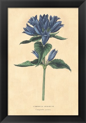 Framed Campanula Vintage Print