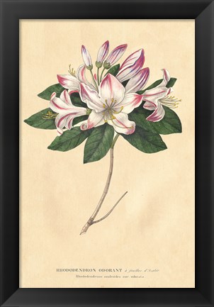 Framed Rhododendron Vintage Print