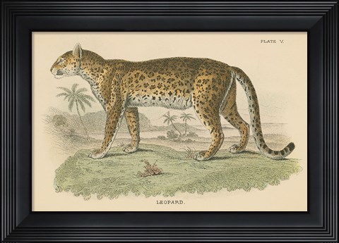 Framed Vintage Leopard Print