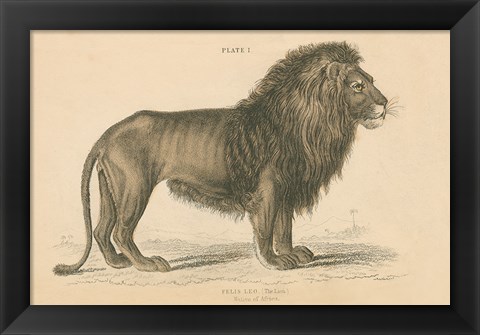 Framed Vintage Lion Print