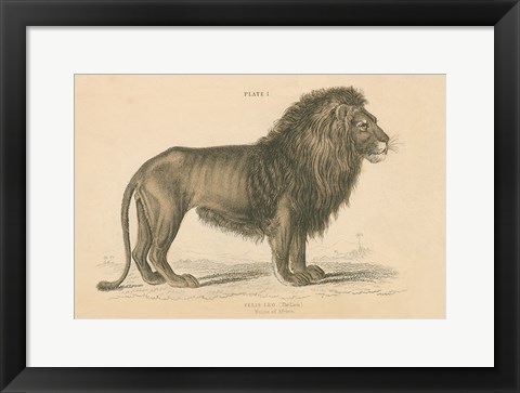 Framed Vintage Lion Print