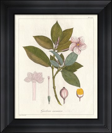 Framed Botanical Gardenia v2 Print