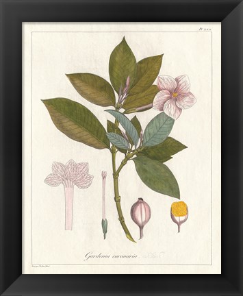 Framed Botanical Gardenia v2 Print