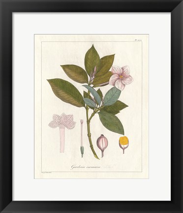 Framed Botanical Gardenia v2 Print