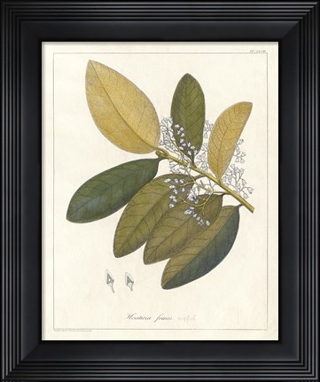 Framed Botanical Heritiera v2 Print