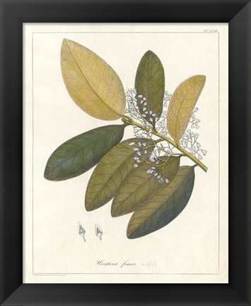 Framed Botanical Heritiera v2 Print