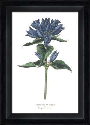 Framed Campanula Bright Print