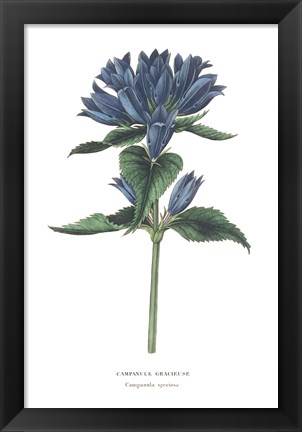 Framed Campanula Bright Print