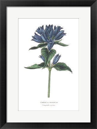 Framed Campanula Bright Print