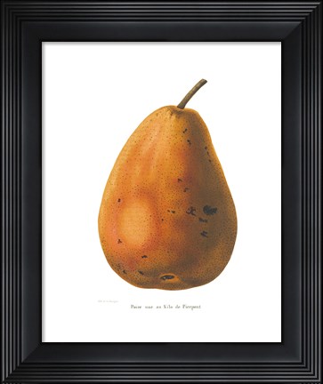 Framed Pierpont on White Print