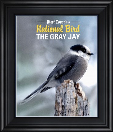 Framed Gray Jay Canada&#39;s National Bird Print